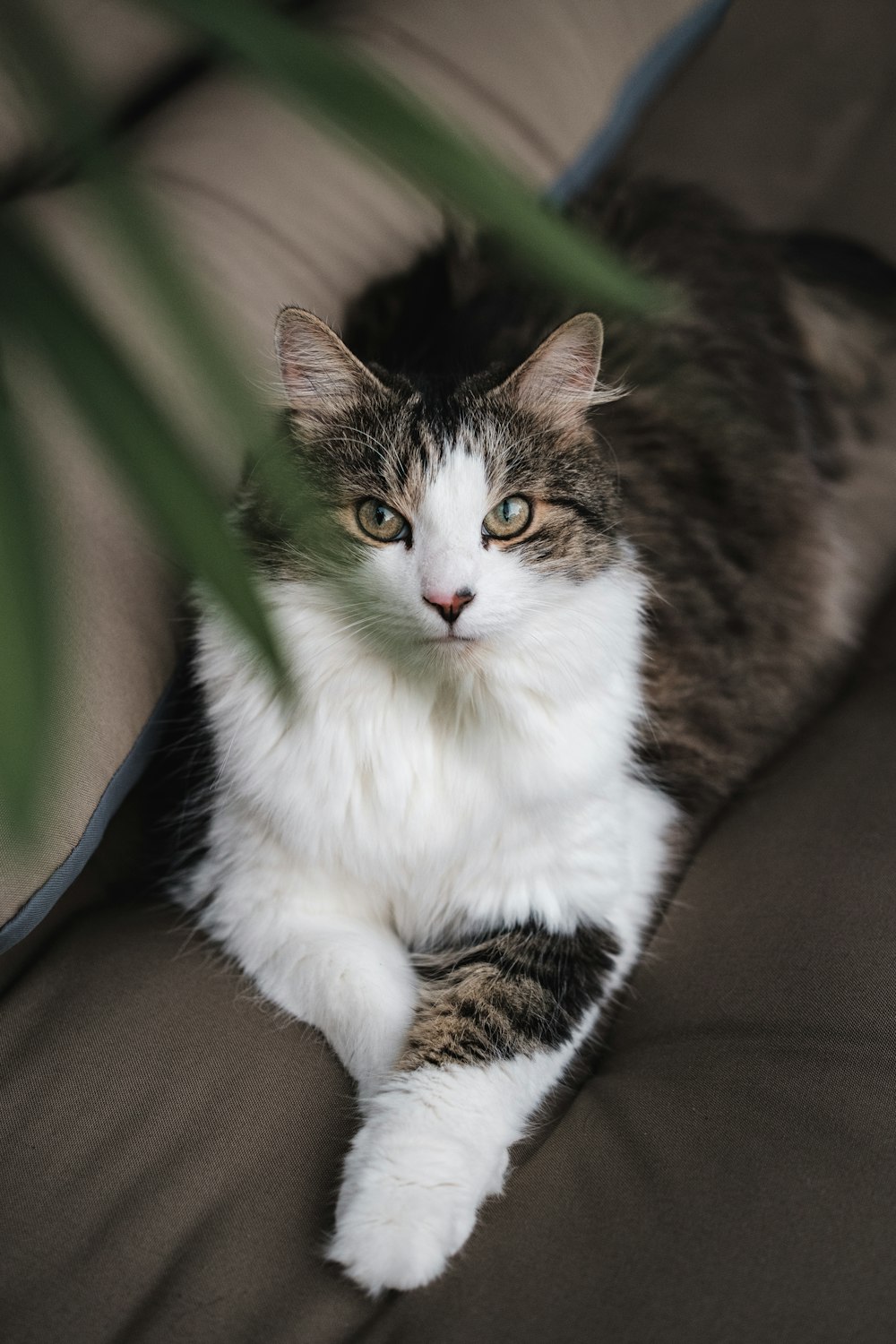 a cat lying on a couch