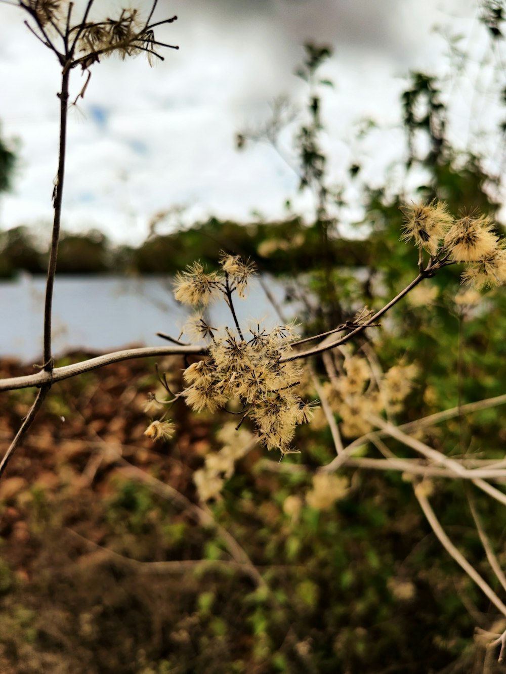 a close up of a plant