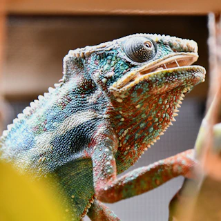 Close-up of a colorful chameleon squishy toy with soft, slow-rising texture