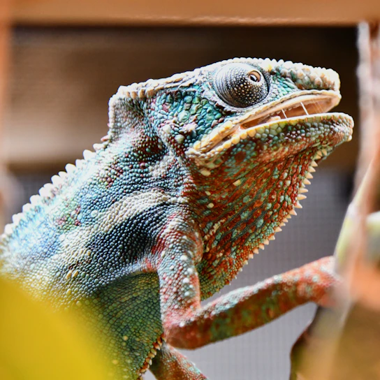 Close-up of a colorful chameleon squishy toy with soft, slow-rising texture