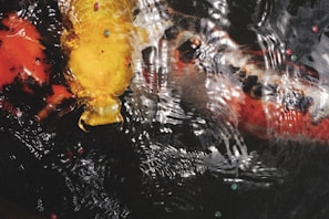 Vibrant koi fish with intricate markings in a calm pond setting