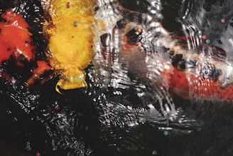 Vibrant koi fish with intricate markings in a calm pond setting