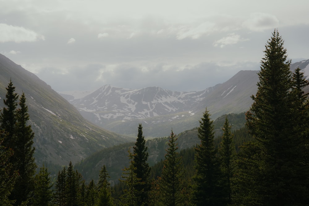 a mountain range with trees