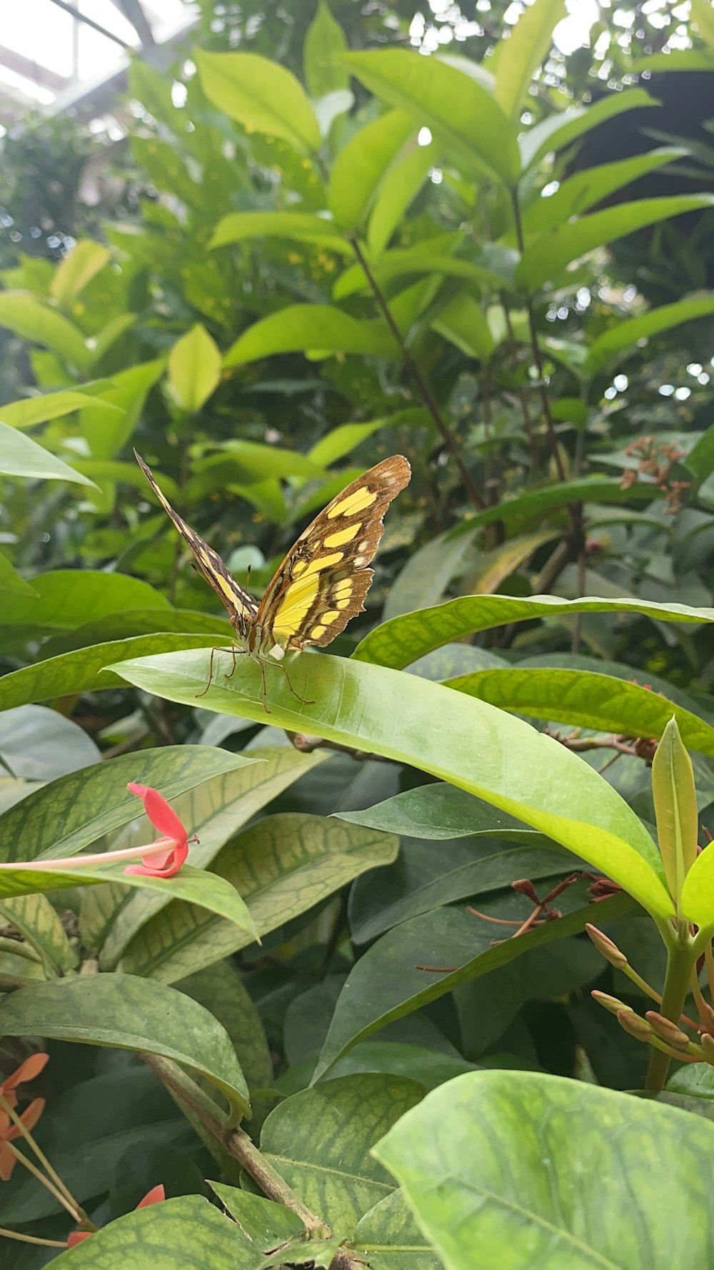 a butterfly on a flower