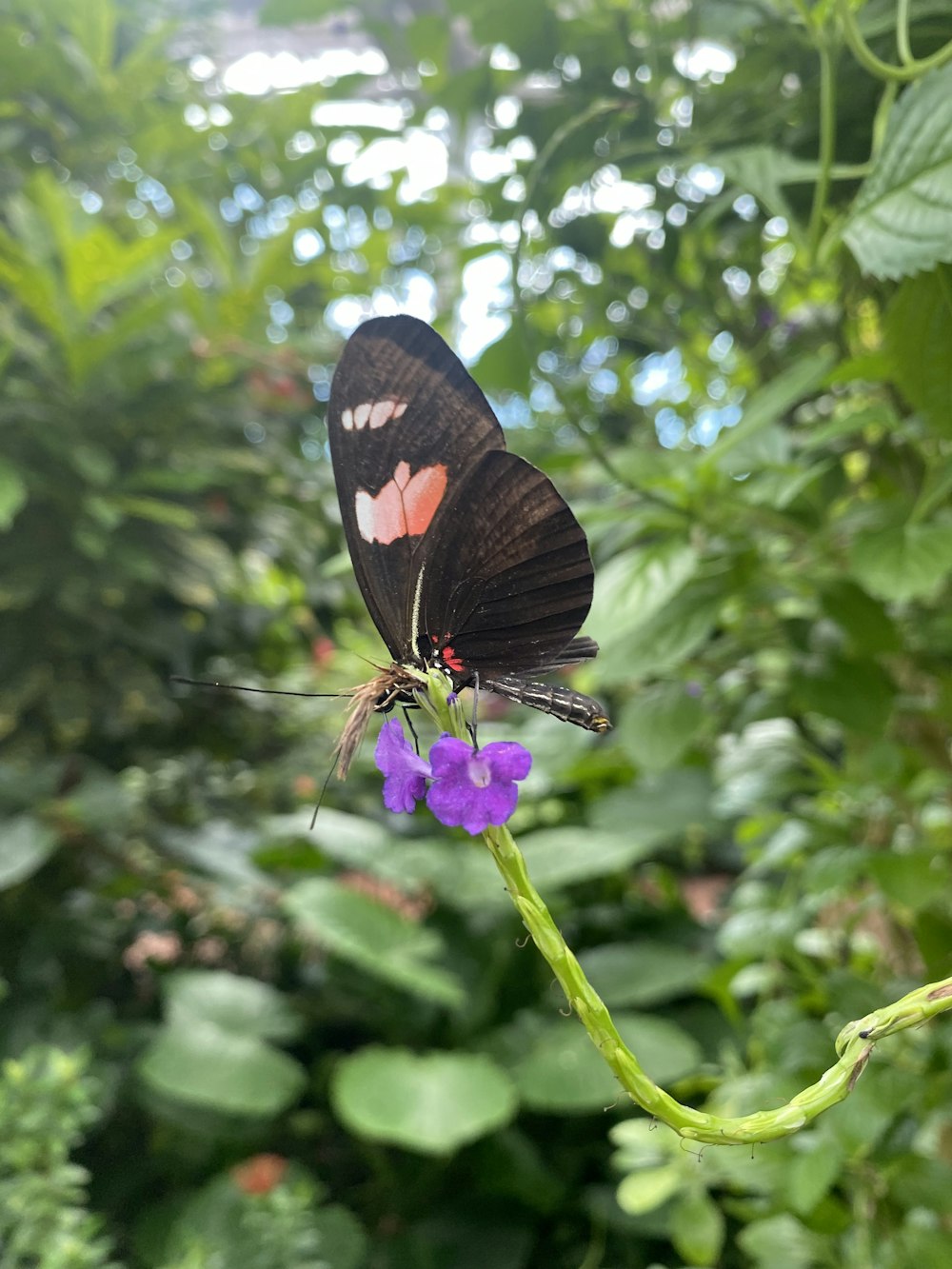 a butterfly on a flower