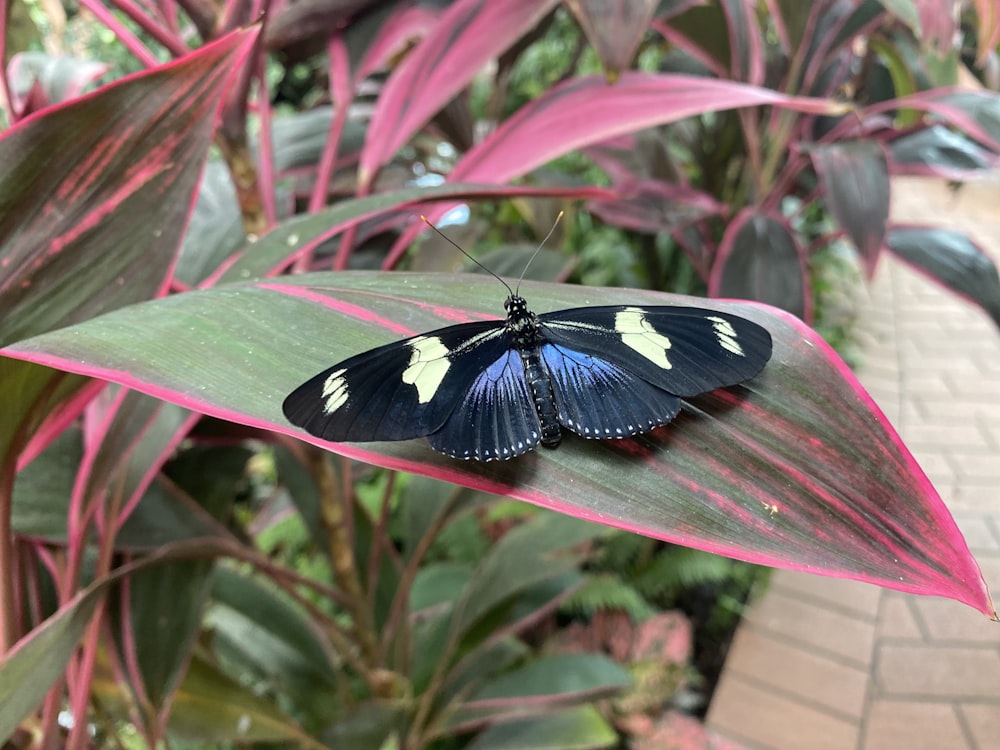 a butterfly on a plant