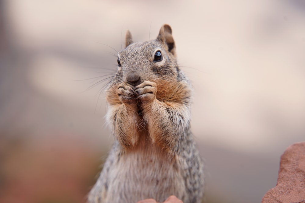 a squirrel with a nut in its mouth