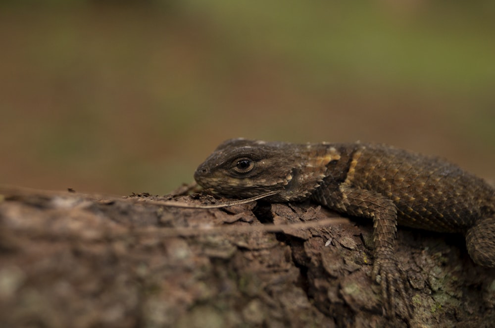 a frog on a rock