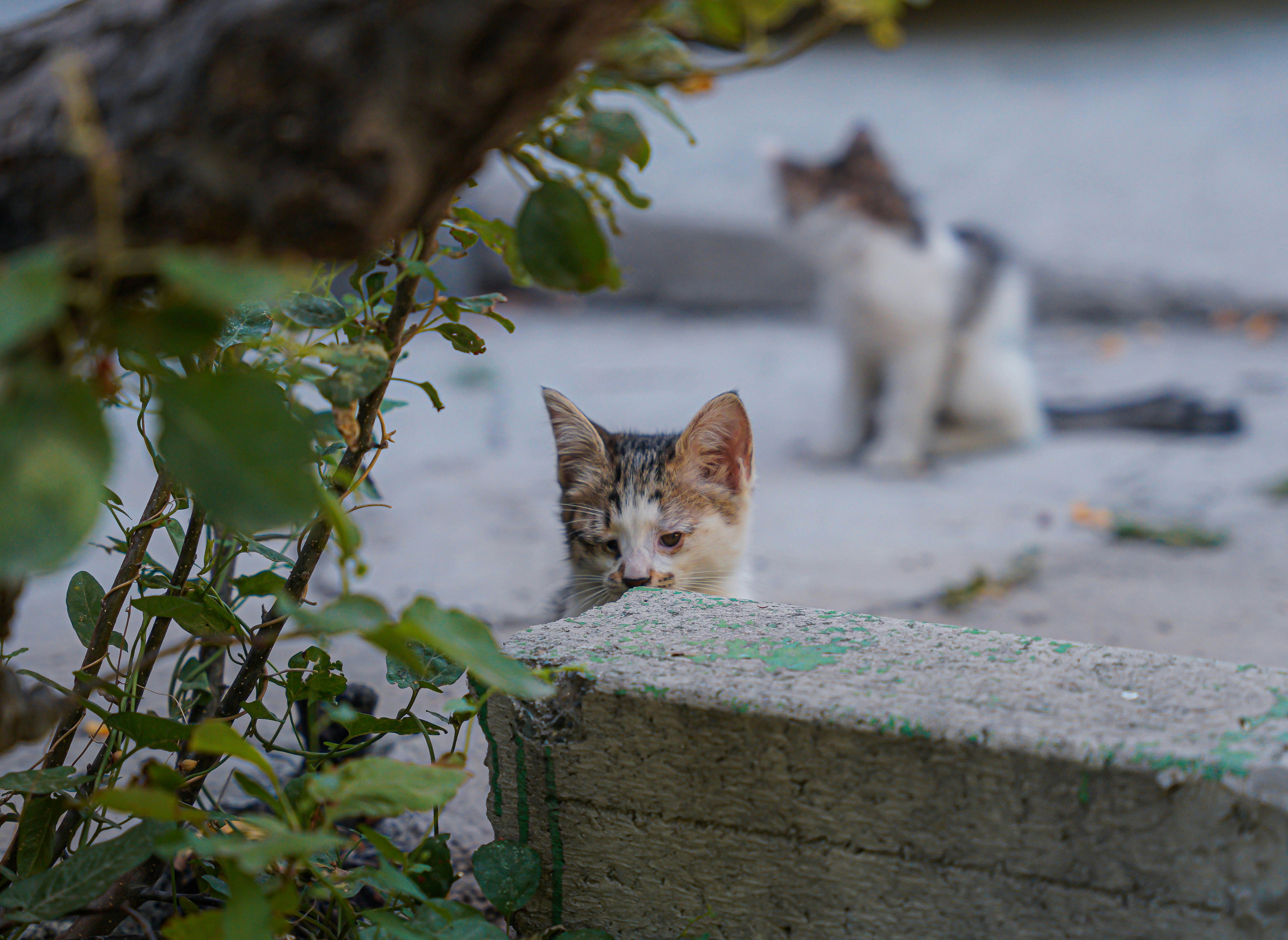 Photo by mahyar_mirghasmi