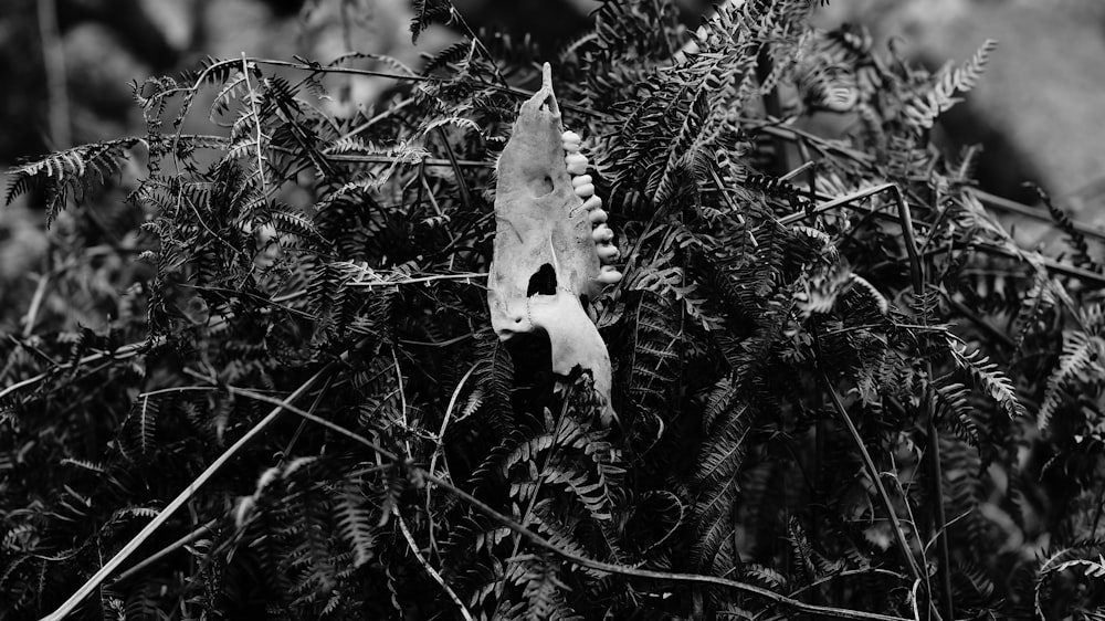 a black and white photo of a pine tree