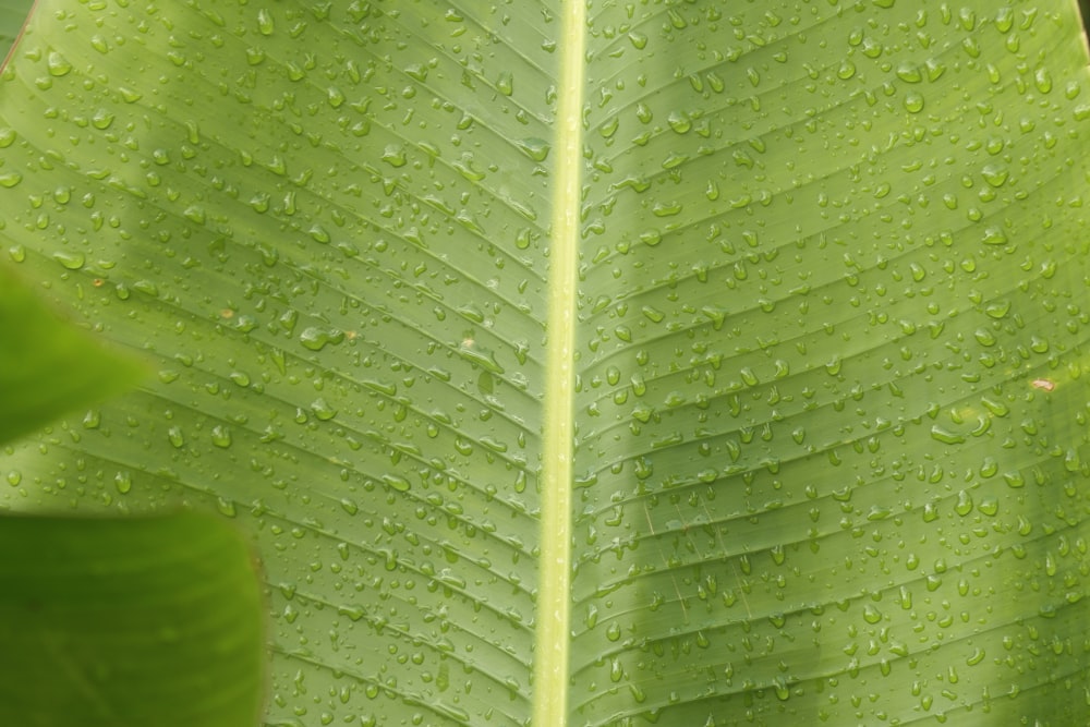 a close-up of a leaf