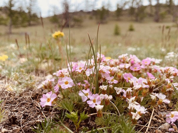Close-up of wildflowers growing in a natural meadow.