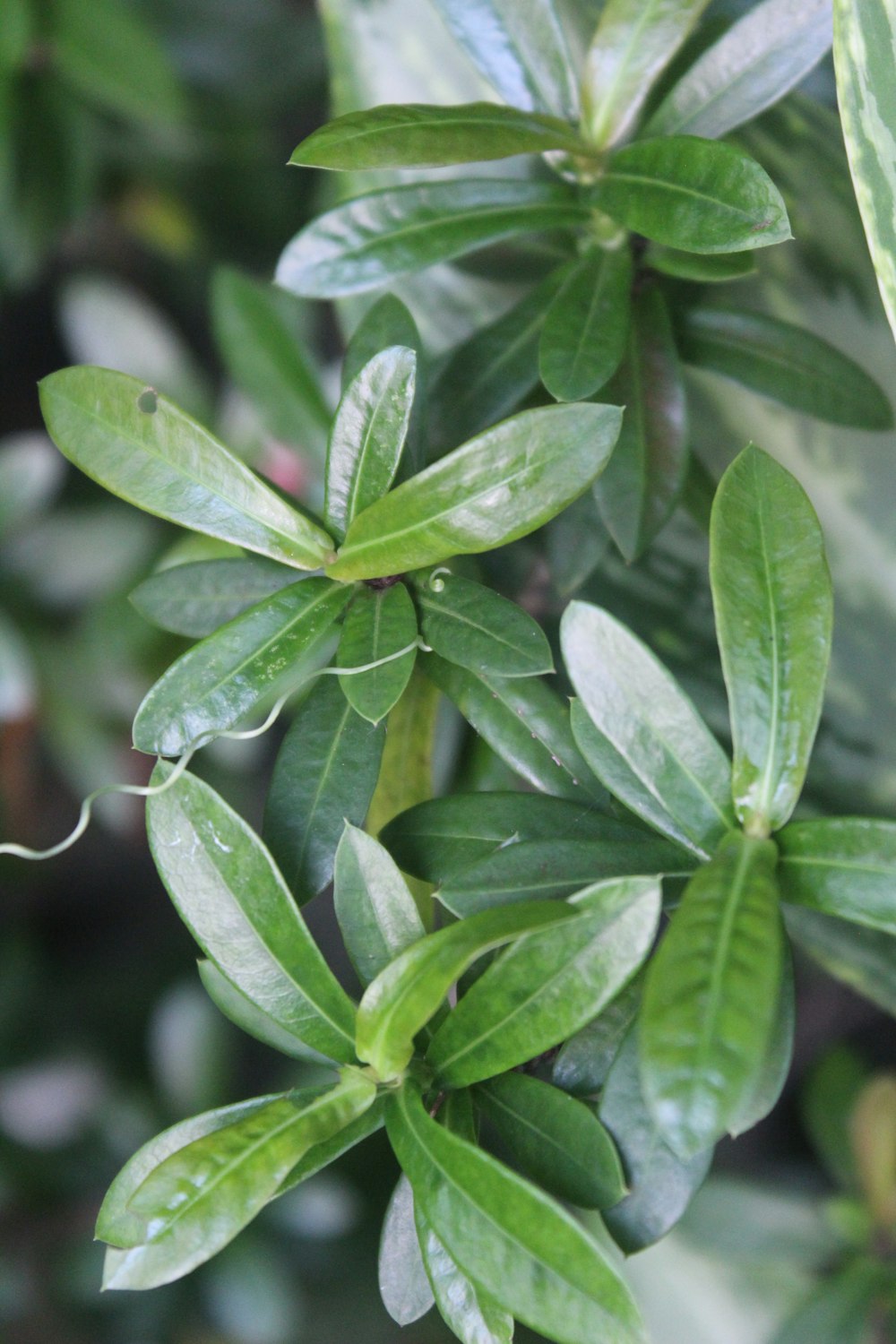 a close up of a plant