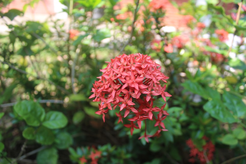 a red flower on a bush