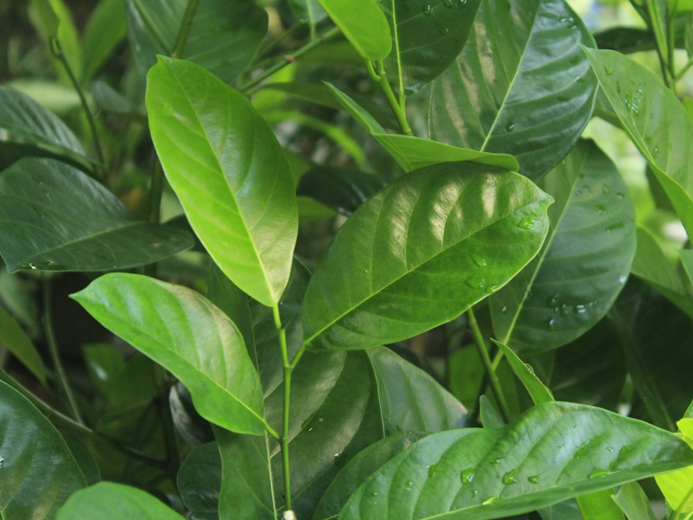 a close up of some leaves