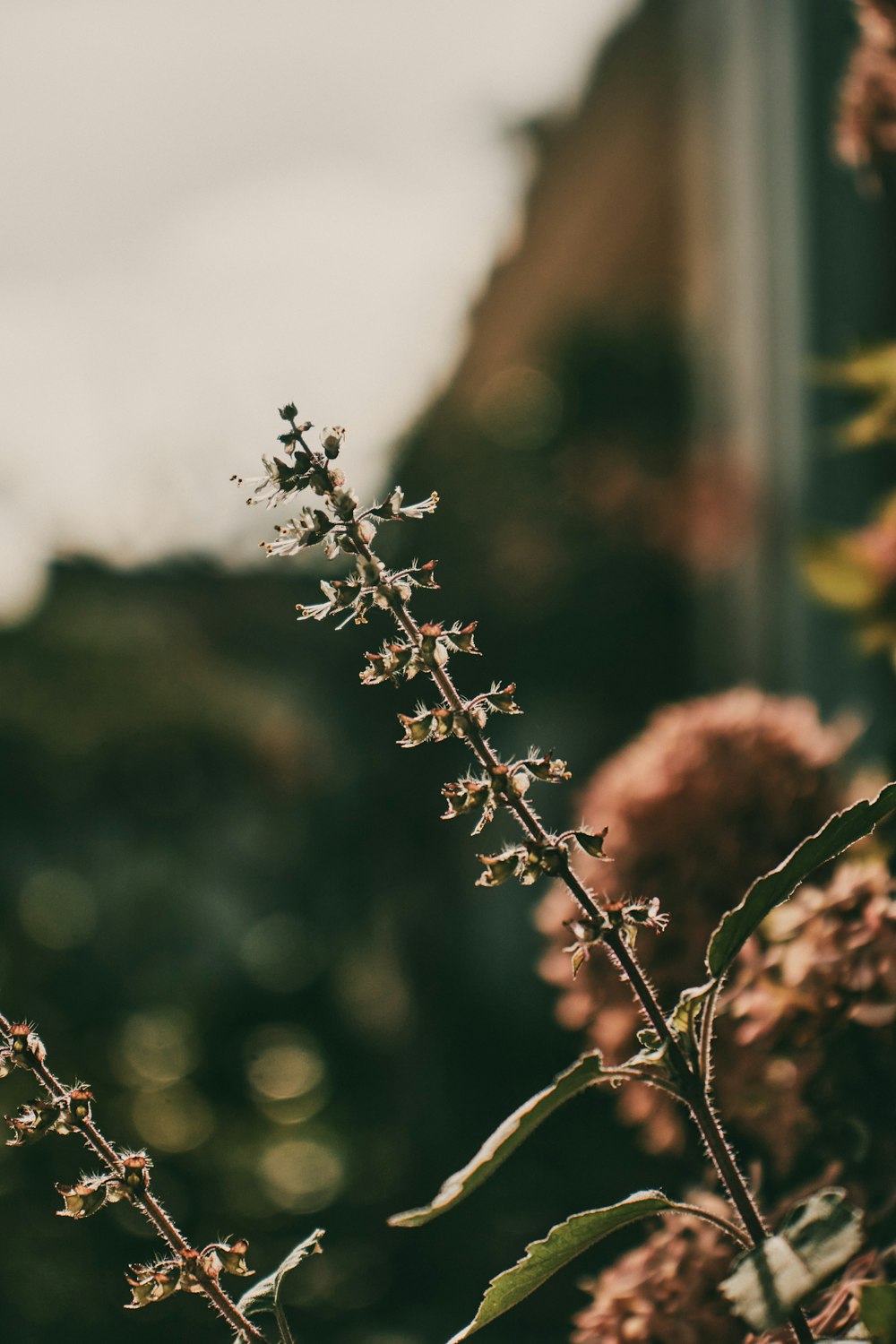 a close up of a plant