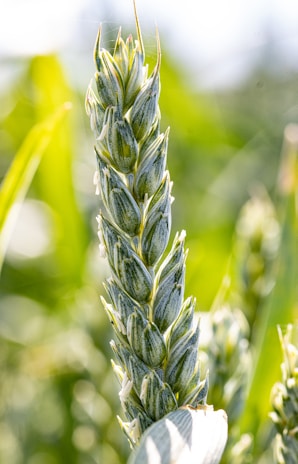 Close-up of fresh green feed grains softly lit against a white background.