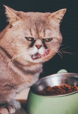 A cat with a grumpy expression is licking its lips while sitting beside a bowl of dry cat food. The cat is fluffy with brown and tan fur, and the bowl is green with a silver rim. The background is dark, helping the cat and bowl stand out prominently.