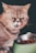 A content cat lounging next to a bowl of nutritious pet food.