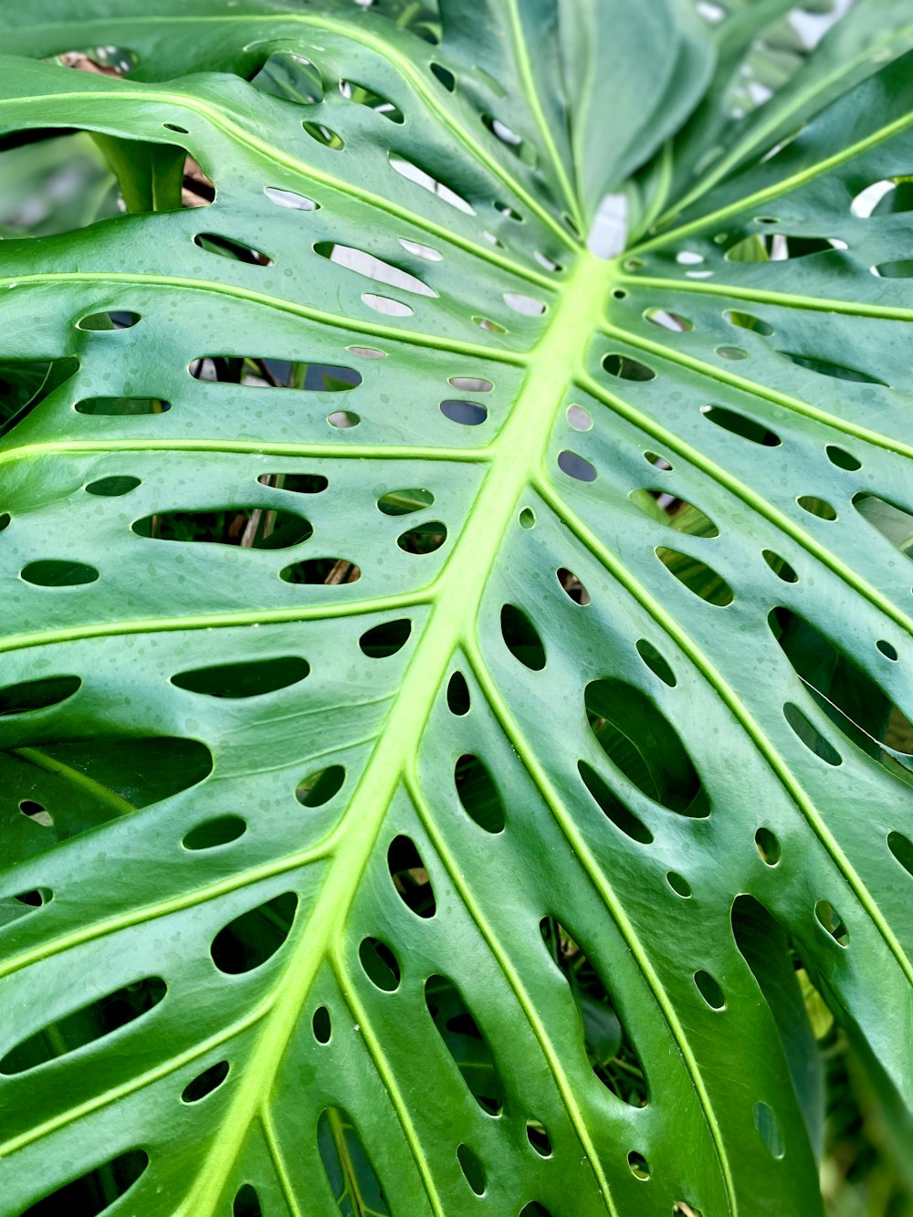 a close up of a green plant