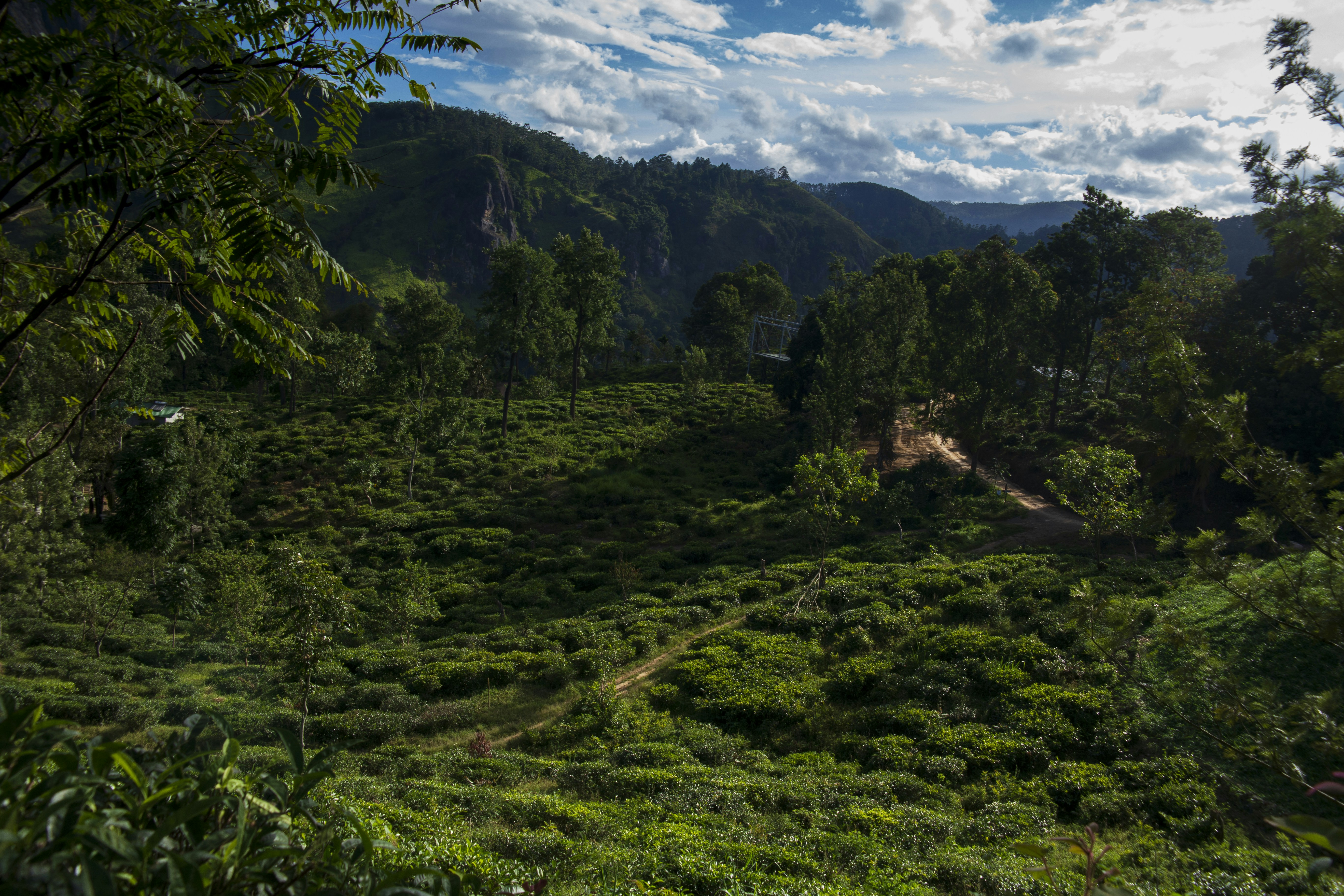 Photo by pasanjayaweera