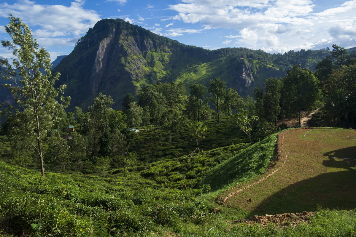 Sri Lanka tea country photography