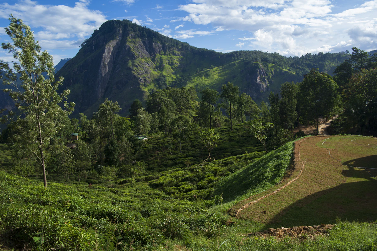 Tea Country Slow Journey