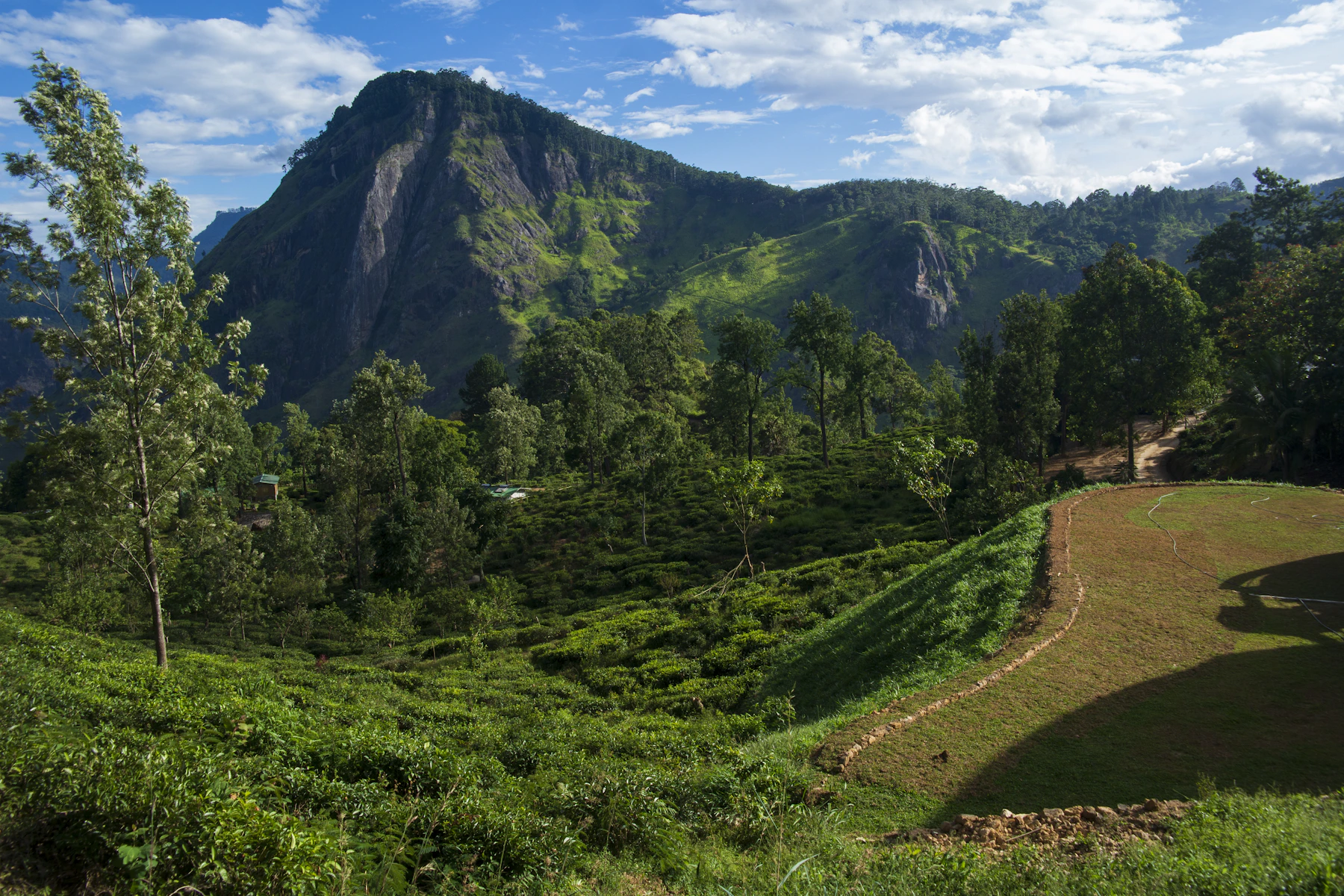 Tea plantations and green hill country in Nuwara Eliya, Sri Lanka