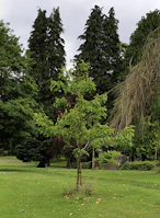 Community members planting young trees together in a sunny park, fostering green growth.
