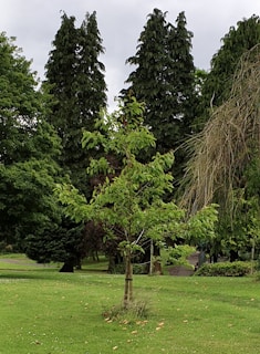Volunteers planting young trees in a green urban park