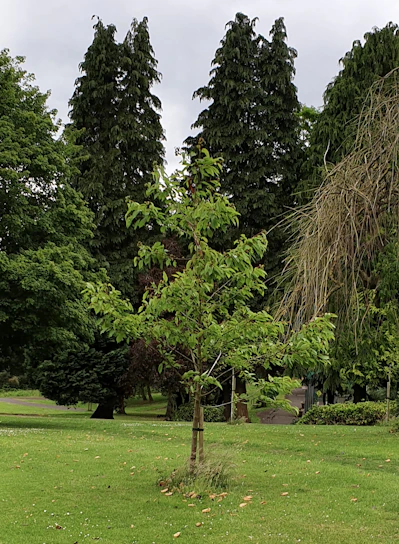 Volunteers planting young trees together in a sunny community park.
