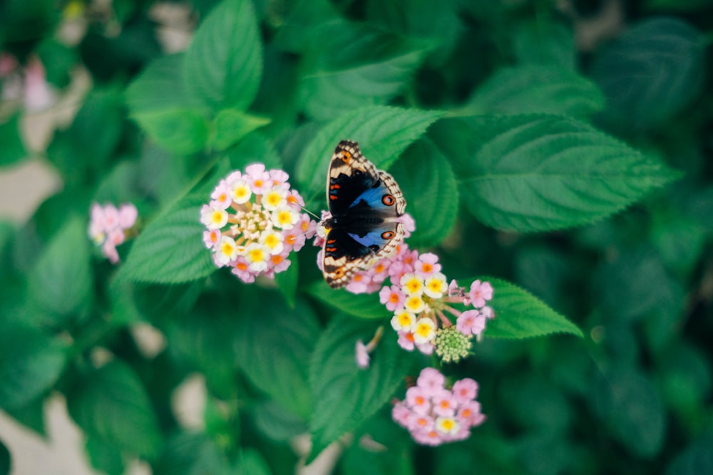 a butterfly on a flower