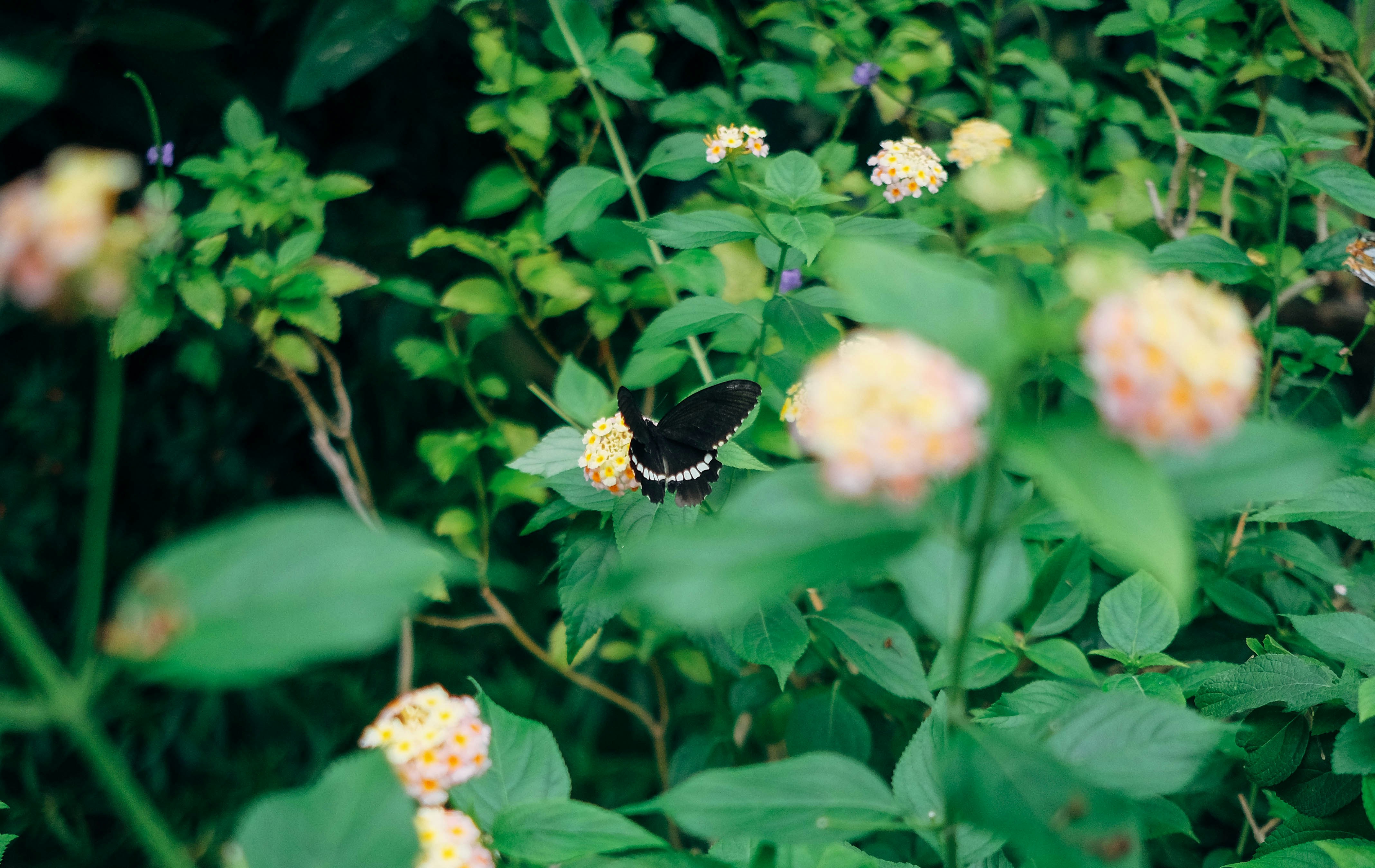 Ein Schmetterling auf einer Blume