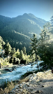 a river running through a forest
