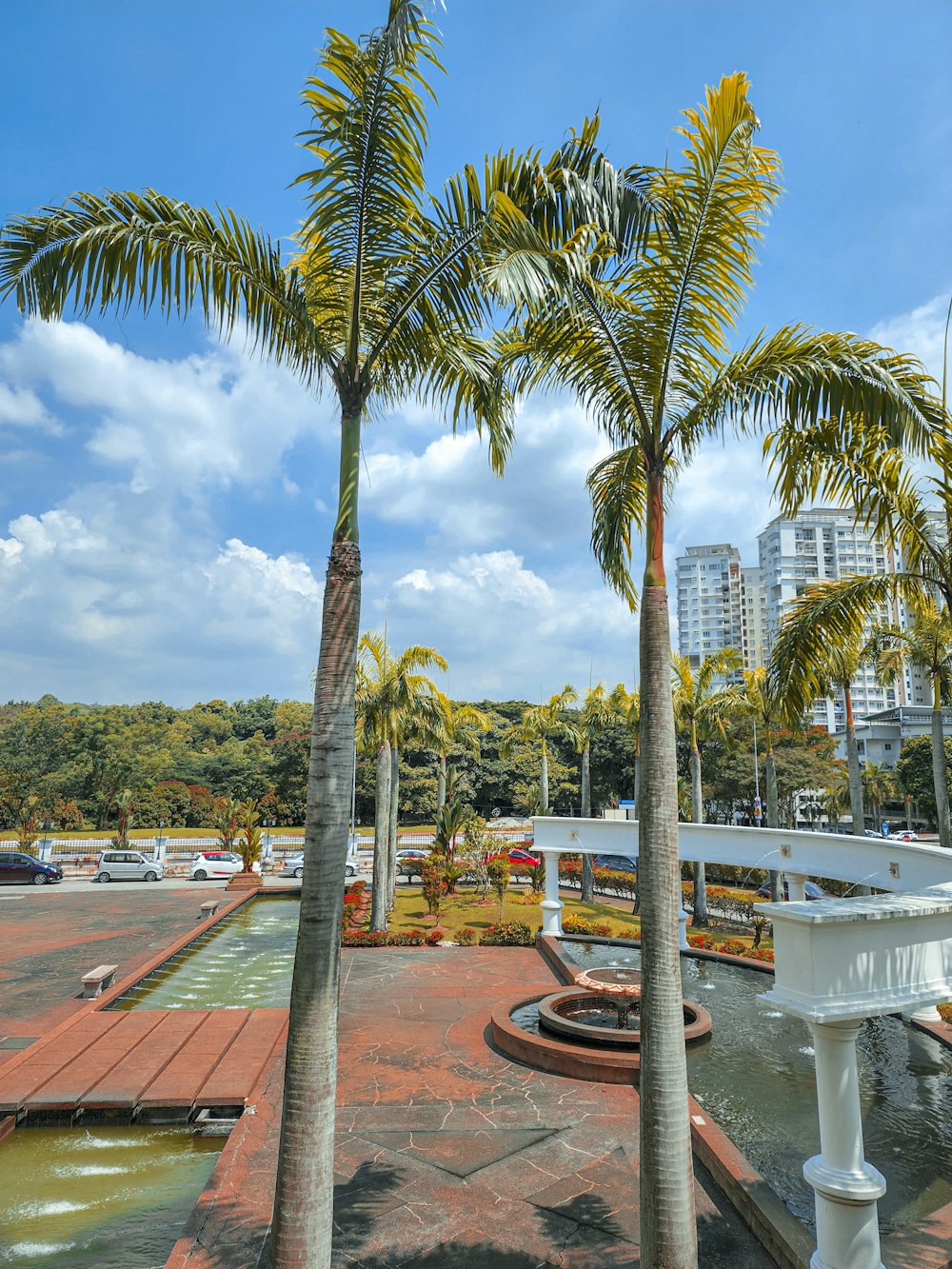 a group of palm trees