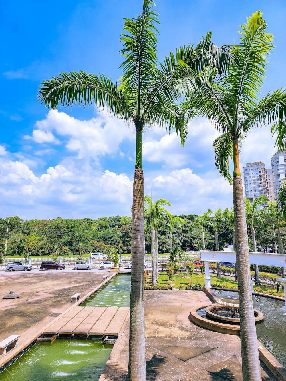 a group of palm trees next to a body of water