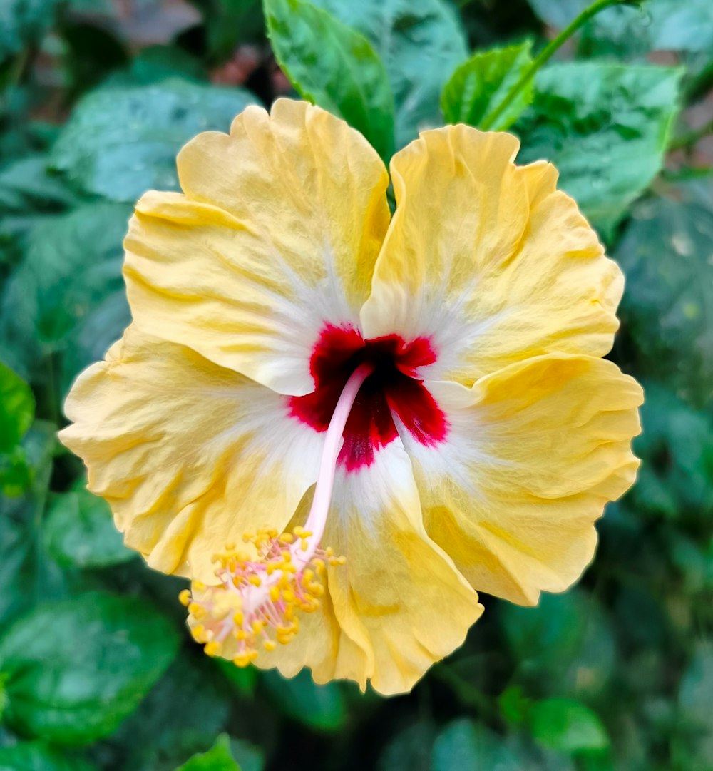a yellow flower with red spots