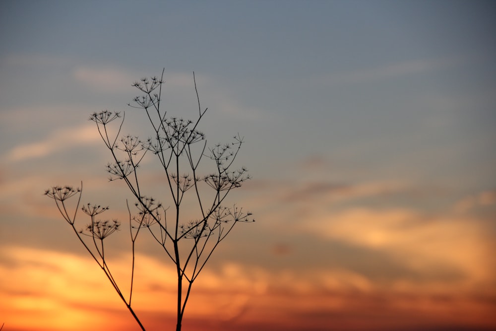 Ein Baum ohne Blätter