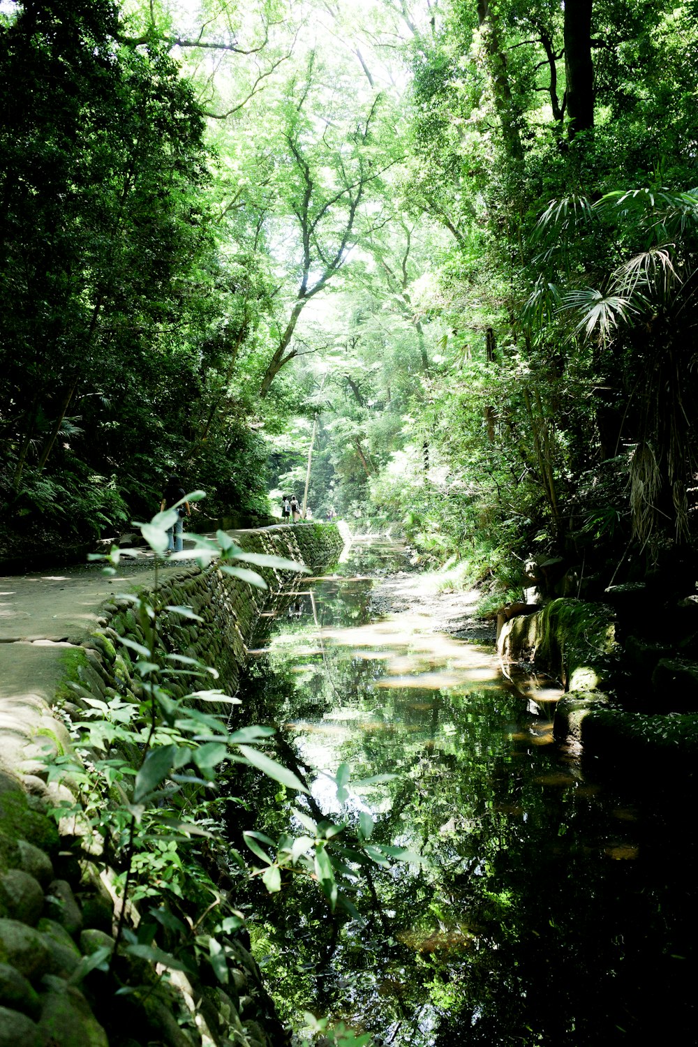 a stream in a forest