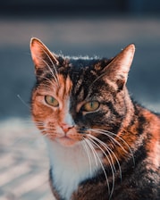 a cat with a sad expression