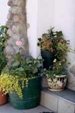 Група саксийни растения, подредени в градина до стена.