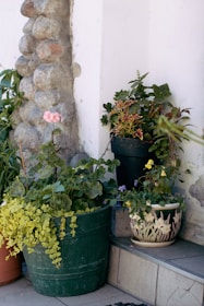 Група саксийни растения, подредени в градина до стена.