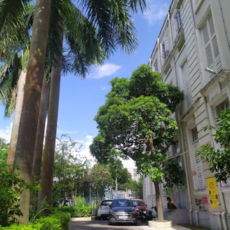 a street with cars parked on the side and trees on the side