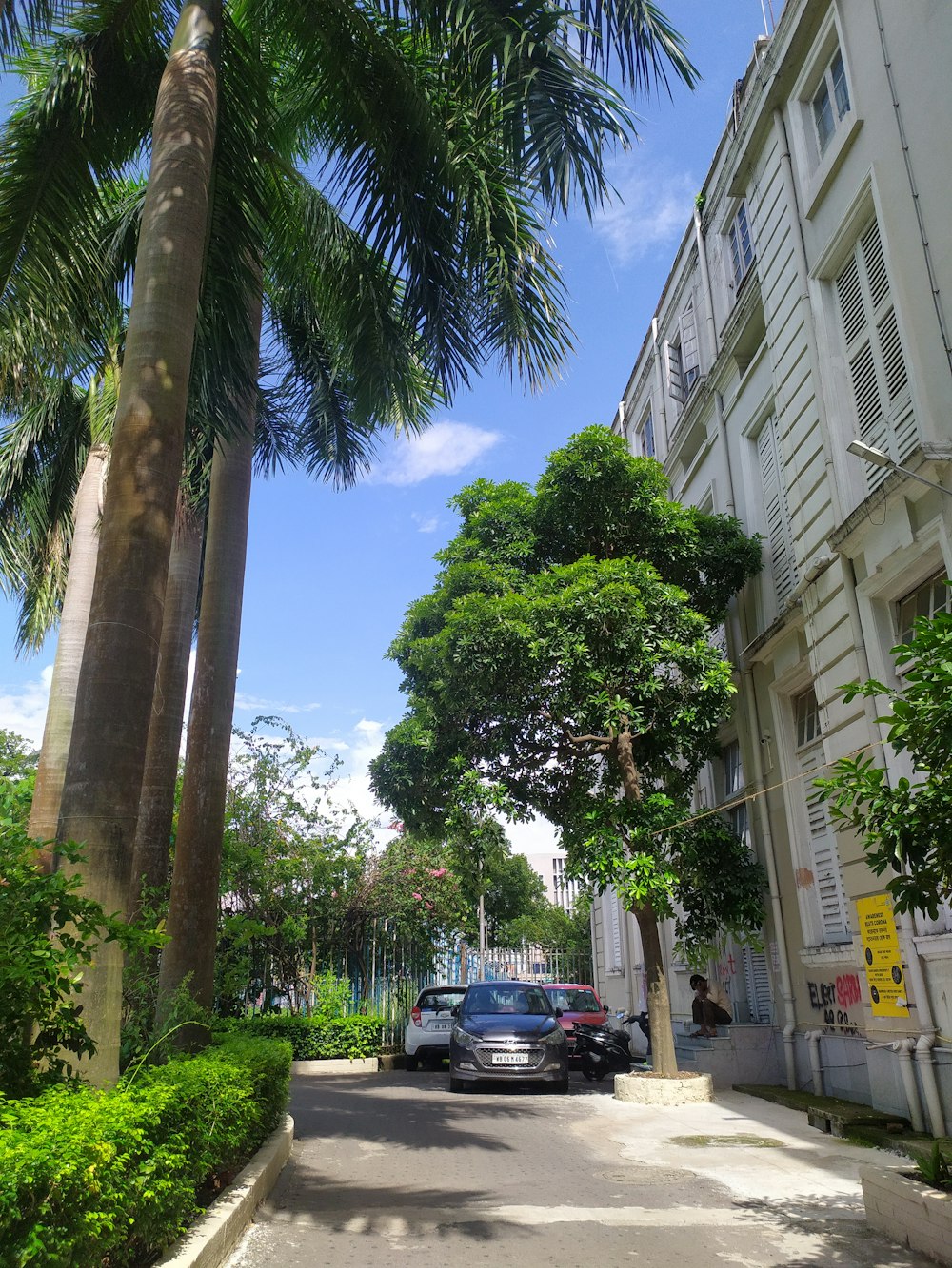 a street with cars parked on the side and trees on the side