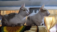 Two cats are sitting closely together on a multicolored knitted blanket. Both are looking towards the right. The room is softly lit with sunlight filtering through sheer curtains. A framed photograph of people is mounted on the wall in the background.