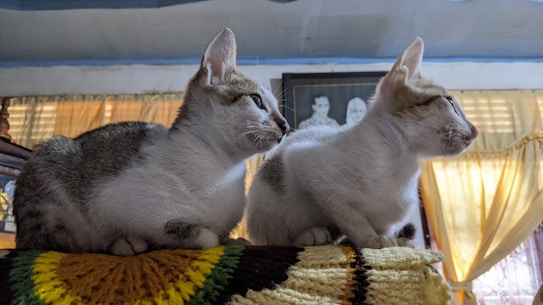Two cats are sitting closely together on a multicolored knitted blanket. Both are looking towards the right. The room is softly lit with sunlight filtering through sheer curtains. A framed photograph of people is mounted on the wall in the background.