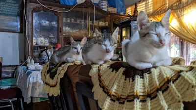 A cozy room filled with playful cats and smiling volunteers during a fundraising event.