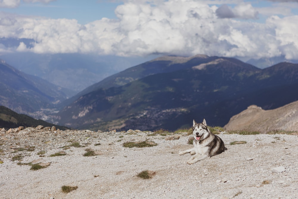 a dog sitting on a rocky hill