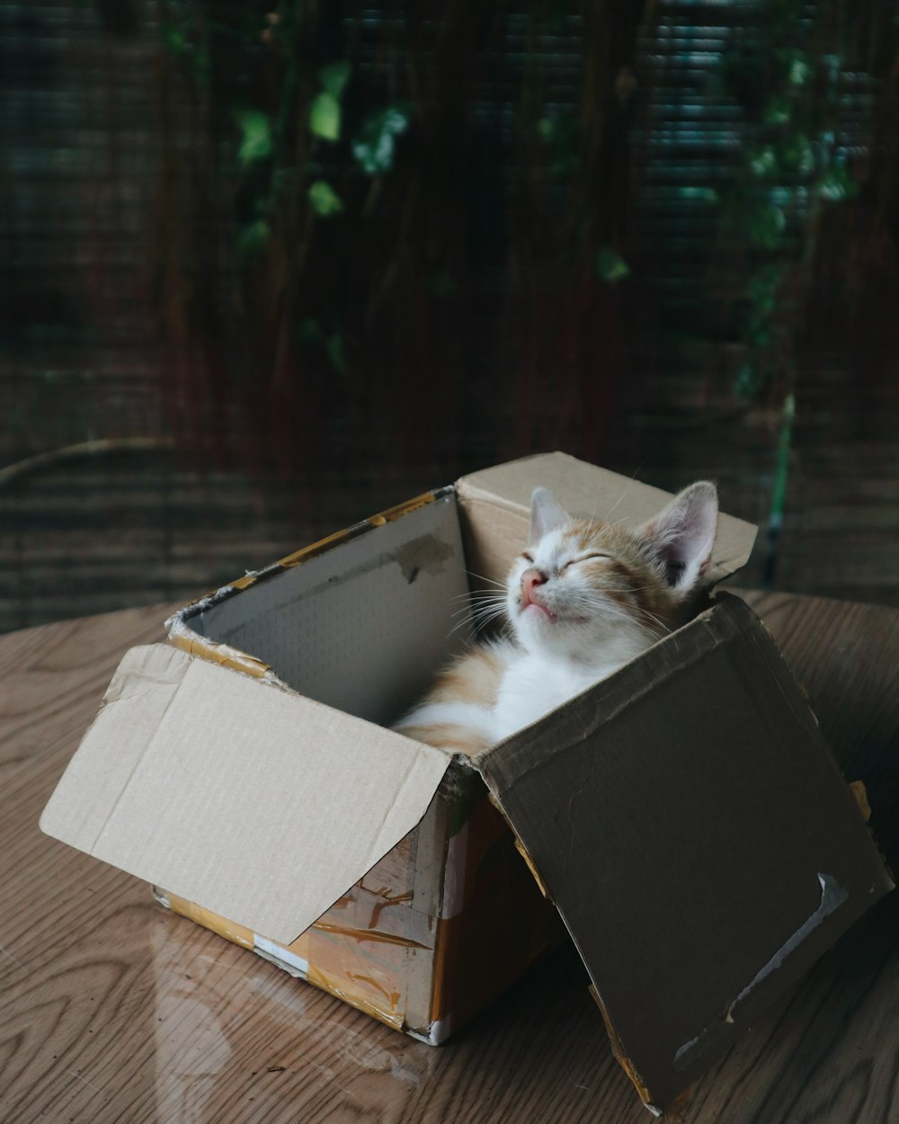 a cat in a box