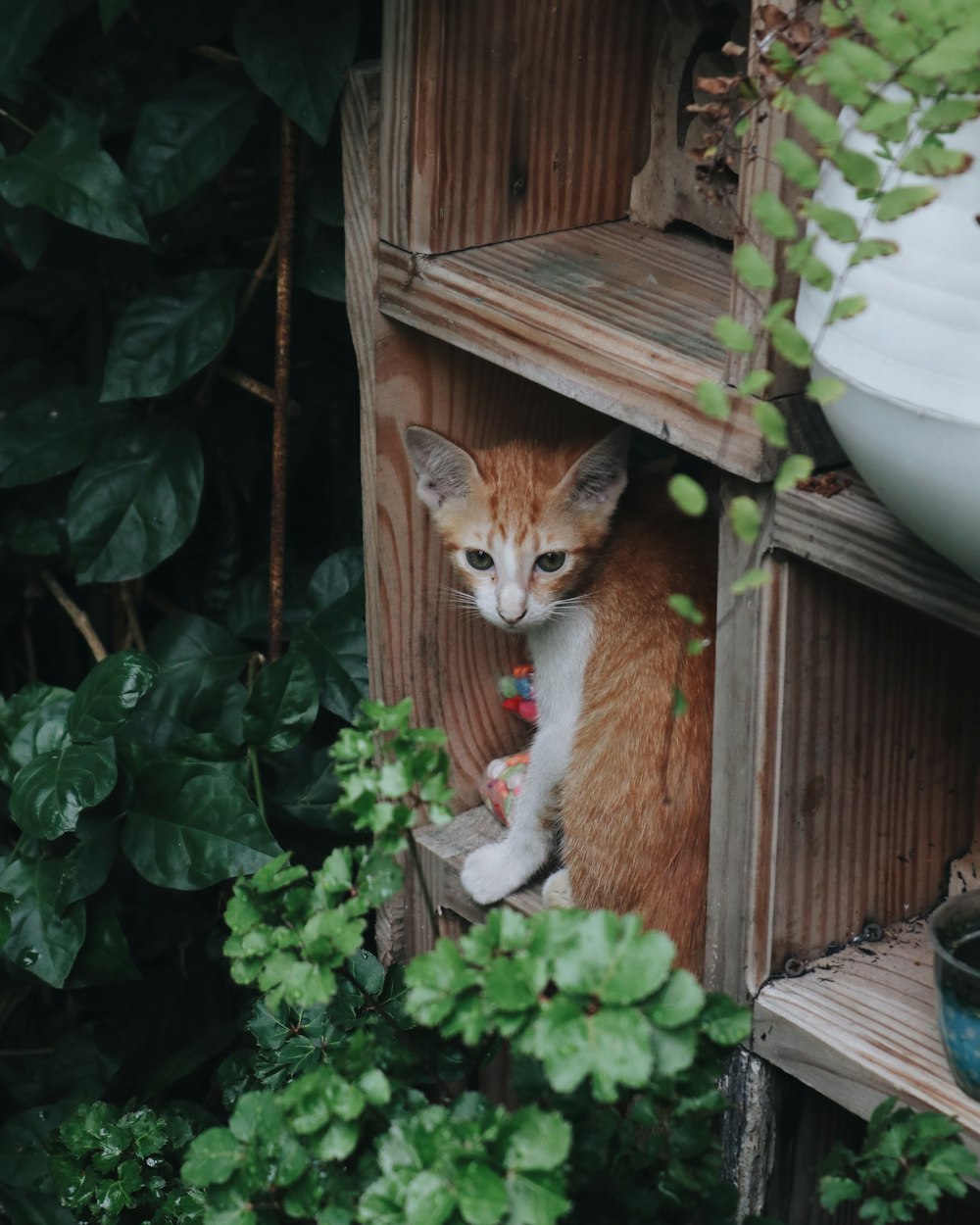 a cat sitting on a bench